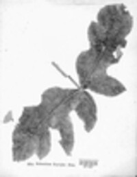 Sclerotium erysiphe image